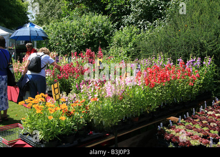 Pressione di stallo di piante a Taunton Flower Show, Somerset, Inghilterra, Regno Unito Foto Stock