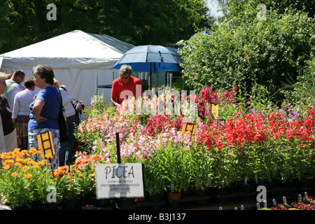 Pressione di stallo di piante a Taunton Flower Show, Somerset, Inghilterra, Regno Unito Foto Stock