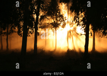 Blazing forest drammatica scena in una foresta al tramonto Foto Stock