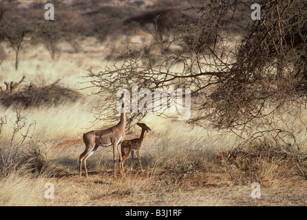 Gerenuk con alimentazione di giovani Litocranius walleri Samburu Kenya Foto Stock