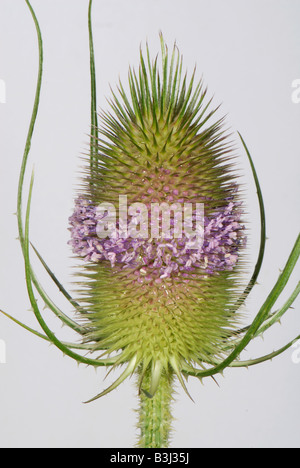 Teasel Dipsacus fullonum con un singolo whorl di fiori aperti su flowerhead spinoso Foto Stock