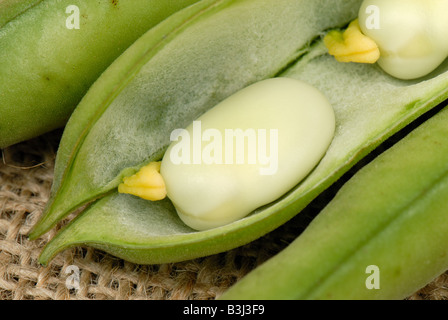 Broad Bean pod aperta per mostrare fresco verde fave rivestito di feltro pod Foto Stock
