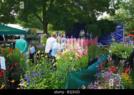 Pressione di stallo di piante a Taunton Flower Show, Somerset, Inghilterra, Regno Unito Foto Stock