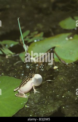 Dipinto di rana reed Hyperolius viridiflavus chiamando la notte con gonfiato vocal sac Sud Africa Foto Stock