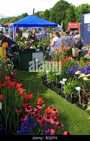 Pressione di stallo di piante a Taunton Flower Show, Somerset, Inghilterra, Regno Unito Foto Stock