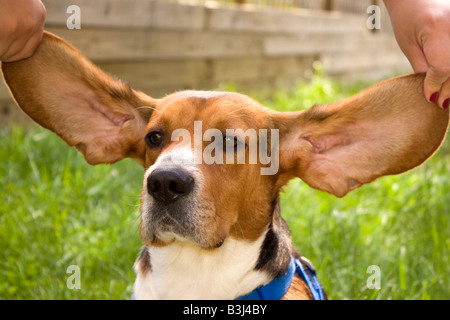 Un simpatico giovane cucciolo beagle con enormi orecchie floppy Foto Stock