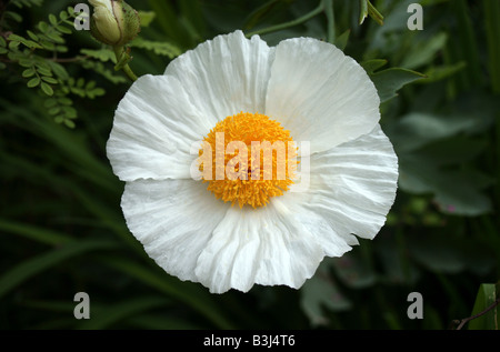 Romneya Coulteri Nuvola Bianca erbacee papavero ad albero Foto Stock