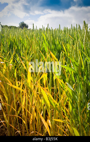 Un inizio di cornfield su un giorno d'estate Foto Stock