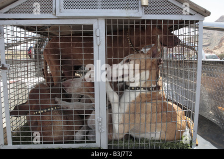 Cani da Caccia stipate in una gabbia sul retro di un pick up truck in Las Canadas del Teide national park Foto Stock