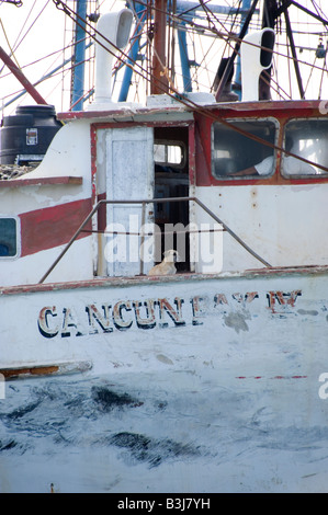 Cane nella porta della cabina sulla barca da pesca Foto Stock