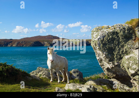 Vista su Ramsey isola St Davids Pembrokeshire Wales Foto Stock