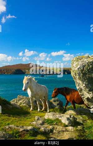 Vista su Ramsey isola St Davids Pembrokeshire Wales Foto Stock