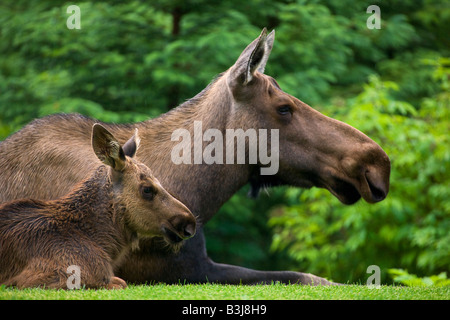 Una vacca e vitello alci vicino a Seward Alaska Foto Stock