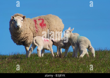 Unica pecora con i suoi agnelli nei campi di Aberdeenshire, Scozia Foto Stock