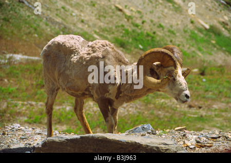 Long Horn ovini, il Parco Nazionale di Glacier, Montana, USA, America del nord montagne rocciose rocce di pietra natura fauna Foto Stock