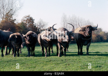 Allevamento di Asian bufalo Bubalus arnee bubalis Foto Stock