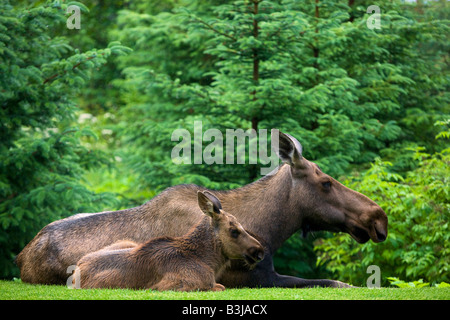 Una vacca e vitello alci vicino a Seward Alaska Foto Stock