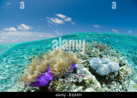Sopra/Sotto tiro dei profondi colorata barriera corallina. Foto Stock