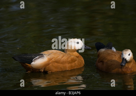 Una coppia di Casarca Tadorna ferruginea sull'acqua di uno stagno. Foto Stock
