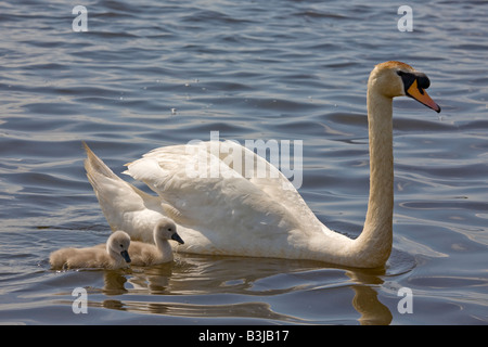 Cigno con due cygnets Cygnus olor latino, Ayrshire, in Scozia Foto Stock