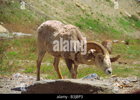 Long Horn ovini, il Parco Nazionale di Glacier, Montana, USA, America del Nord Foto Stock