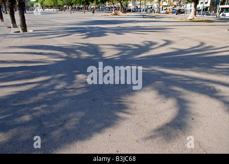 Palm tree di ombre in Barcellona, Spagna. Foto Stock