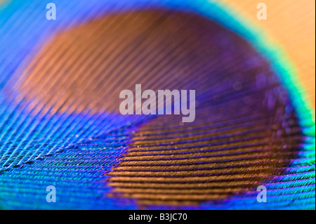 Exrtem vicino al largo di un pavone s giù Foto Stock