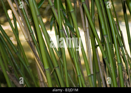 Un primo piano di alcuni steli di bambù che si trova più comunemente in Asia Foto Stock