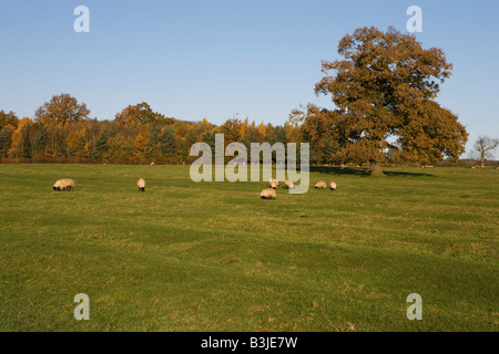 Paesaggio autunnale, vicino Naseby, Northamptonshire, England, Regno Unito Foto Stock