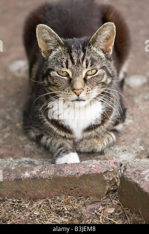 Adulto di sesso femminile di sgombri Tabby cat (felis catus) all'aperto sdraiato sul pavimento e guardando la telecamera Foto Stock