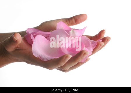 Dettaglio delle mani umane azienda rosa dei petali di rosa - isolato Foto Stock