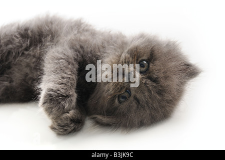 Ritratto di piccolo gatto persiano isolato su bianco Foto Stock