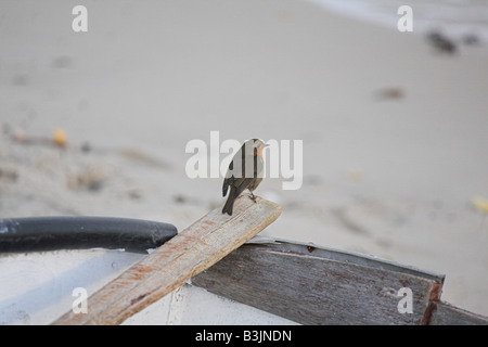 Robin sembra essere a piedi il listone su una piccola imbarcazione Foto Stock