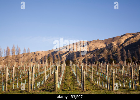 Wanaka Otago Isola del Sud della Nuova Zelanda filari di viti in Rippon vigneto in Maggio Foto Stock