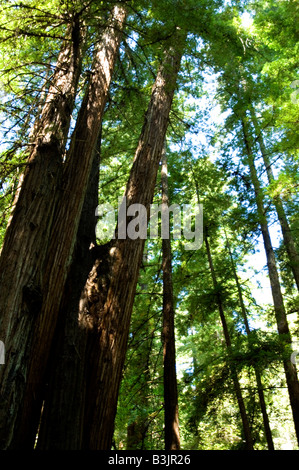 Costiera di alberi di sequoia in stato di Armstrong Park California settentrionale Foto Stock