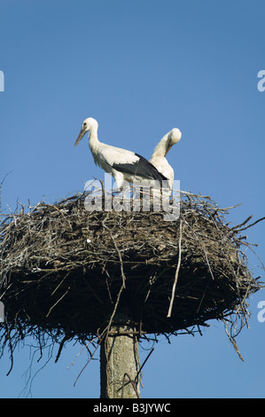 Cicogne sul loro nido in cima costruito appositamente un palo vicino Plateliai Zemaitija nel Parco Nazionale di Lituania Foto Stock