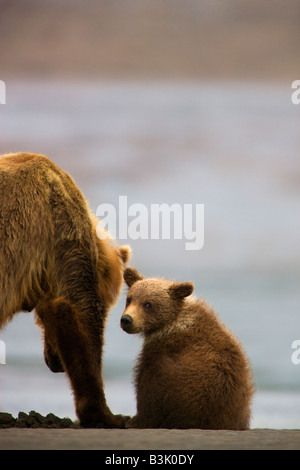 Un orso grizzly seminare con cub il Parco Nazionale del Lago Clark Alaska Foto Stock