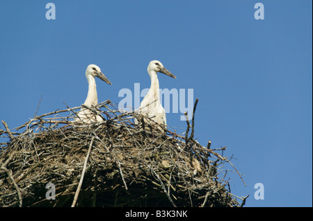 Cicogne sul loro nido in cima costruito appositamente un palo vicino Plateliai Zemaitija nel Parco Nazionale di Lituania Foto Stock