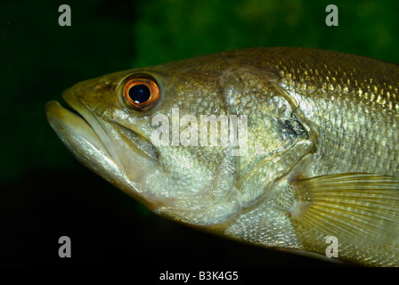 Largemouth bass micropterus salmoides Florida Foto Stock