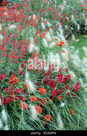 Omaggio COMUNALE IMPIANTI A AMBOISE VALLE DELLA LOIRA UTILIZZANDO PENNISETUM VILLOSUM NICOTIANA x sanderae Piante e salvia COCCINEA Foto Stock