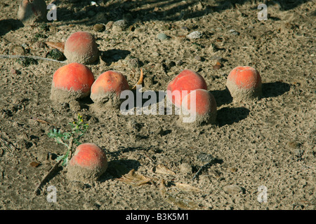 Marciume Pesche Orchard Western Michigan STATI UNITI Foto Stock