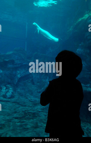 Balene Beluga Delphinapterus leucas captive Foto Stock