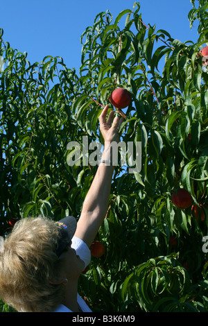 Peach Orchard Western Michigan STATI UNITI Foto Stock