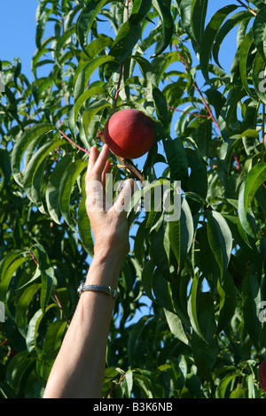 Picking Necatarines Orchard Western Michigan STATI UNITI Foto Stock