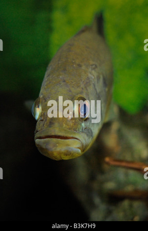 Largemouth bass micropterus salmoides Florida Foto Stock