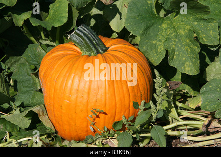 La Zucca in giardino USA orientale Foto Stock