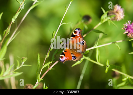 Farfalla pavone Inachis io su una soleggiata giornata d'estate Shropshire England Regno Unito GB Gran Bretagna Isole Britanniche Europa UE Foto Stock