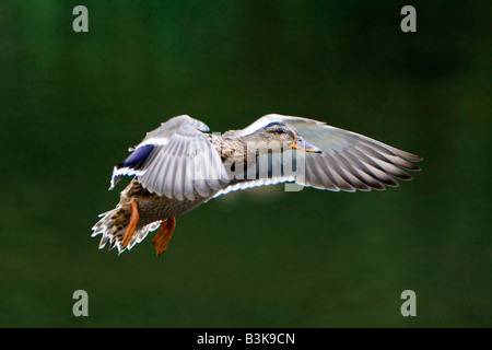 Femmina Mallard Duck Anas platyrhynchos in volo anatidi Uccello nello spazio di copia Foto Stock
