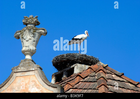 Nidificazione di cicogna nel villaggio di ruggine Neusiedlersee, Austria Foto Stock