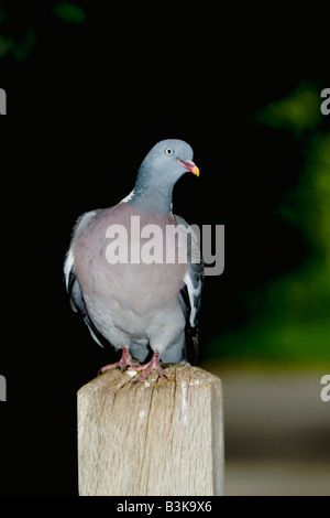 Colombaccio Columba palumbus London REGNO UNITO Foto Stock